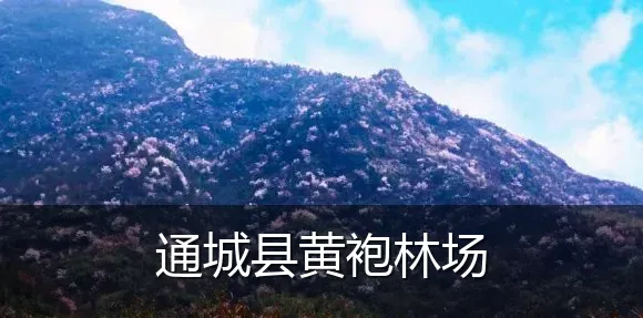 通城县黄袍林场