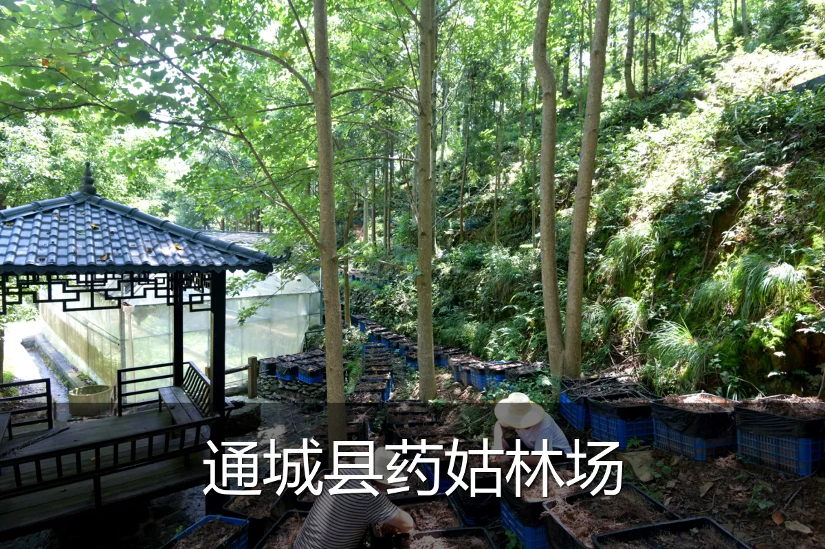 通城县药姑林场